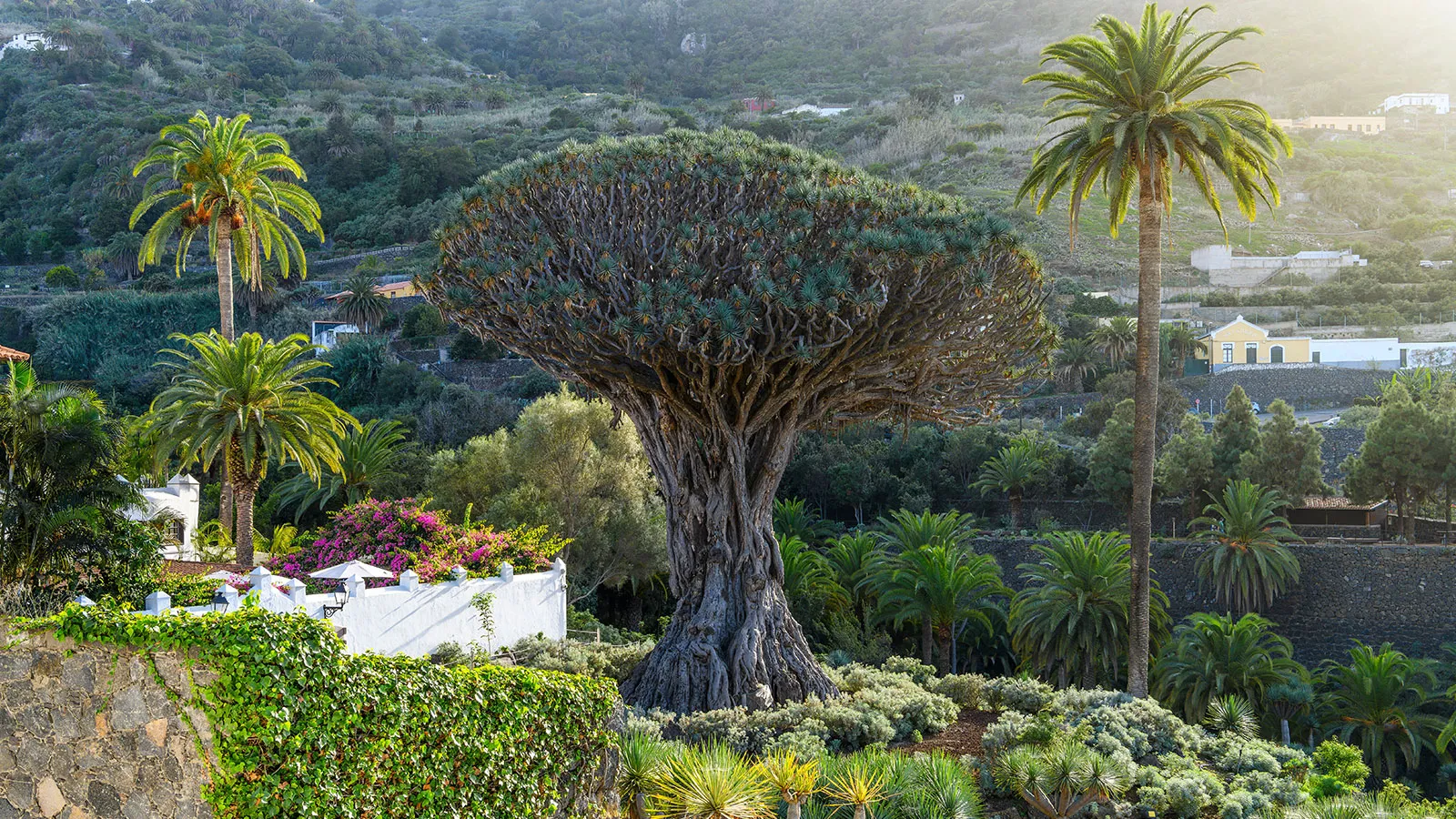 Drachenbaum auf Teneriffa