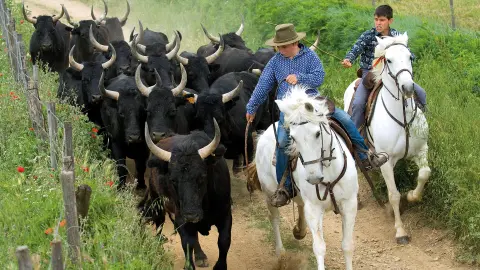 Camargue Stiere-placeholder