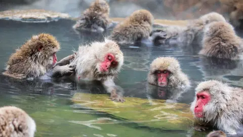 NRT111_Faszination-Japan_content_1920x1080px_Jigokudani-Monkey-Park-placeholder