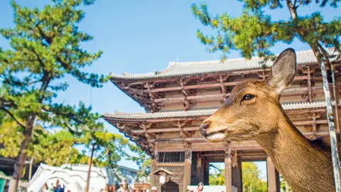 NRT111_Faszination-Japan_content_1920x1080px_Rehe-in-Nara-placeholder