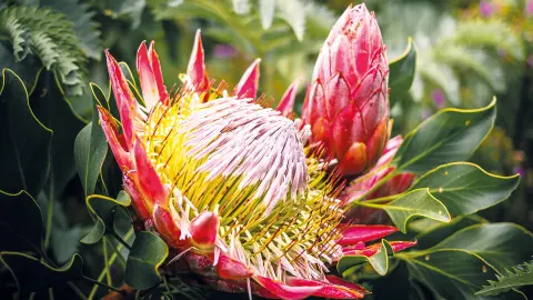 Protea-Blumenfarm-placeholder